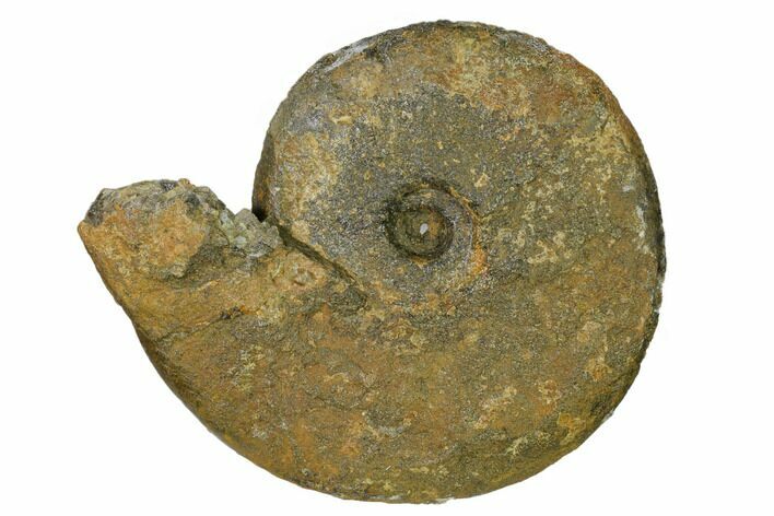 Iron Replaced Ammonite Fossil - Boulemane, Morocco #164481